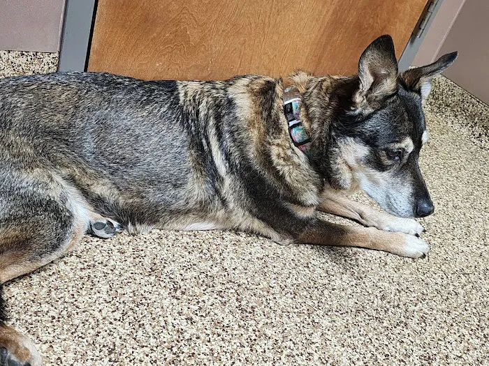 Franklin Animal Clinic 9