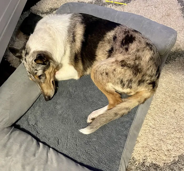 Franklin Animal Clinic 10