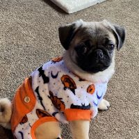 Rockville Road Animal Hospital ico