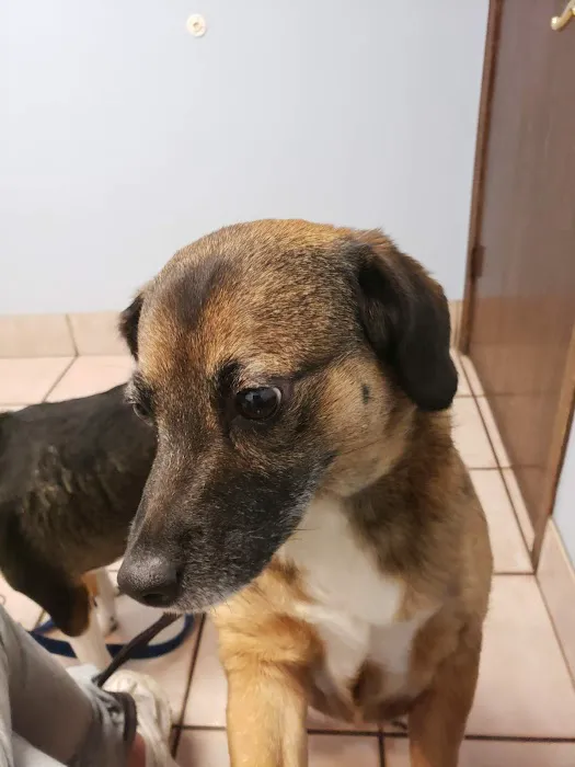 Rockville Road Animal Hospital 6