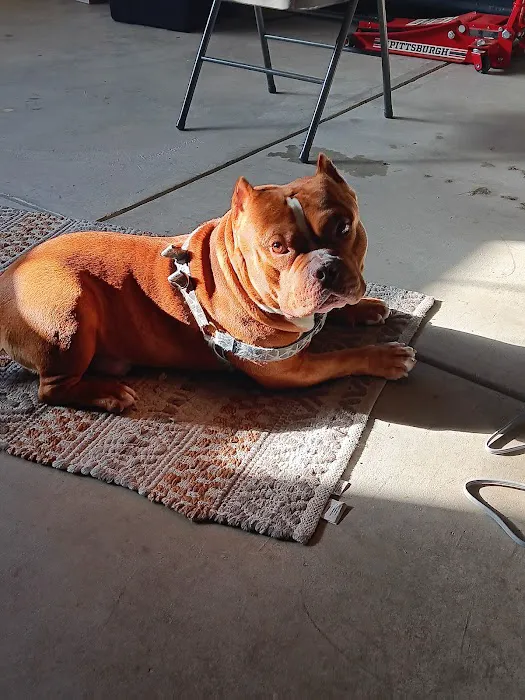 All Pet Low Cost Surgery Center 4