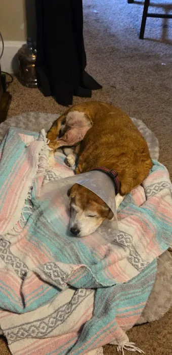 All Pet Low Cost Surgery Center 5