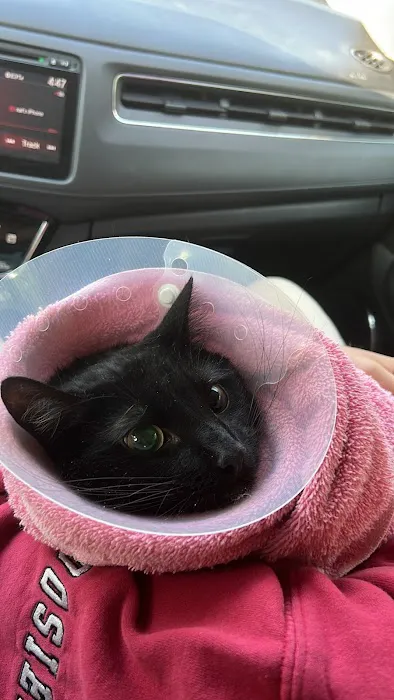All Pet Low Cost Surgery Center 1