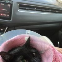 All Pet Low Cost Surgery Center ico