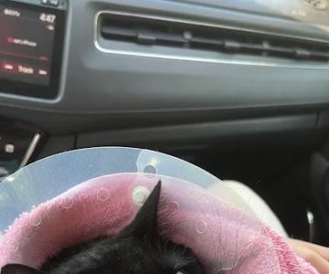 All Pet Low Cost Surgery Center