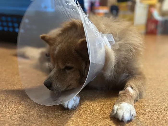 All Pet Low Cost Surgery Center 2