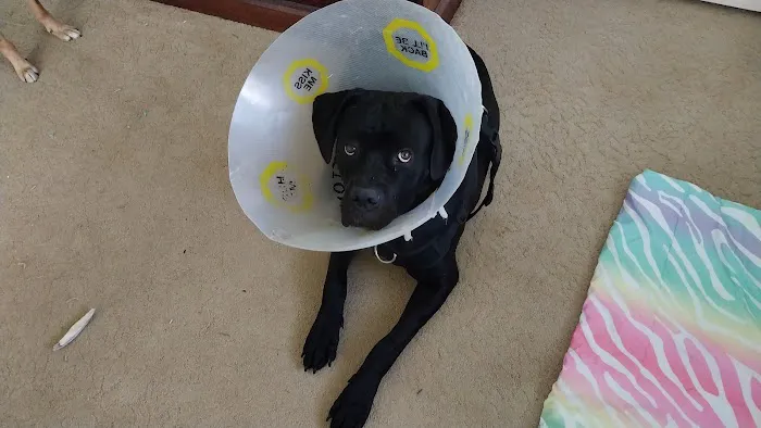 All Pet Low Cost Surgery Center 6