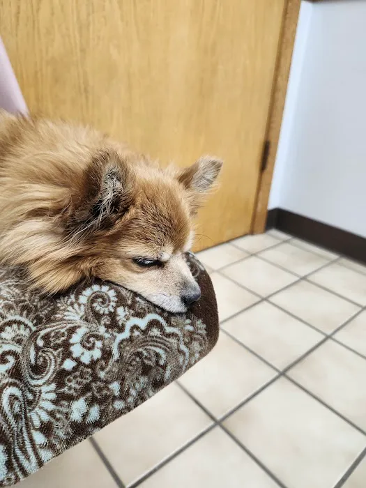 All Pet Low Cost Surgery Center 7