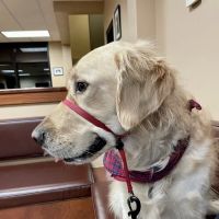 MedVet Indianapolis ico