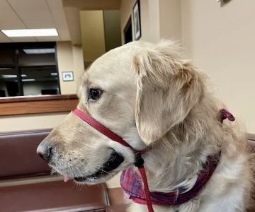 MedVet Indianapolis