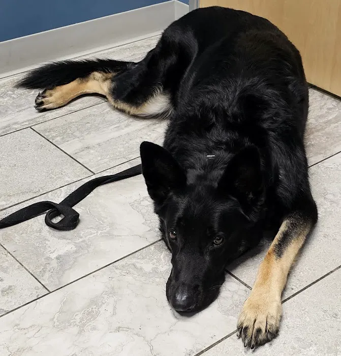 Noah's Westside Animal Hospital 3