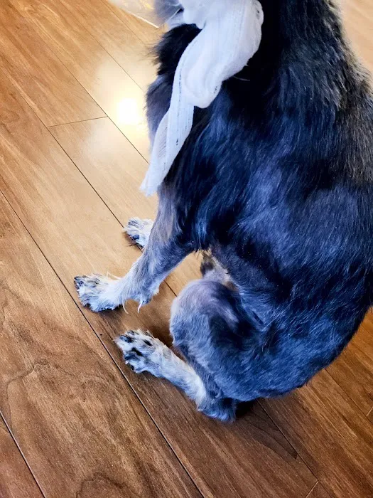 Noah's Westside Animal Hospital 4