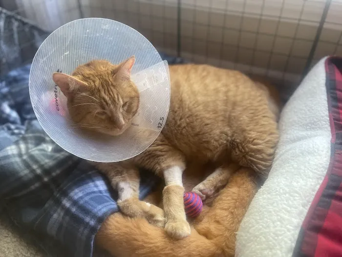 Noah's Westside Animal Hospital 7