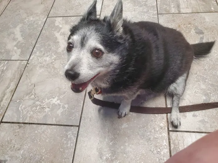 Noah's Westside Animal Hospital 10