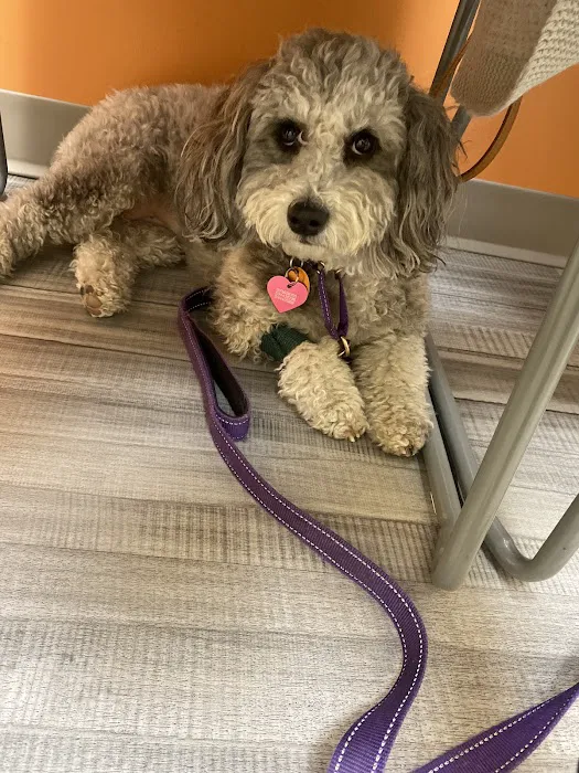 VetCheck Pet Urgent Care Center - Carmel 12