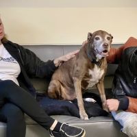 VCA Advanced Veterinary Care Center ico