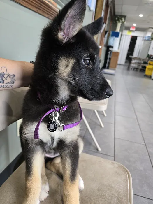 Pet Vaccination Clinic 5