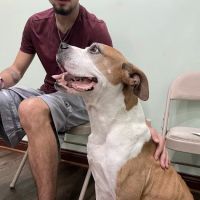 Pet Vaccination Clinic ico