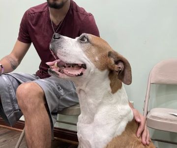 Pet Vaccination Clinic
