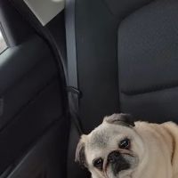 Georgetown Animal Hospital ico