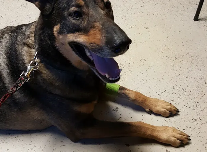 Brownsburg Animal Clinic 10