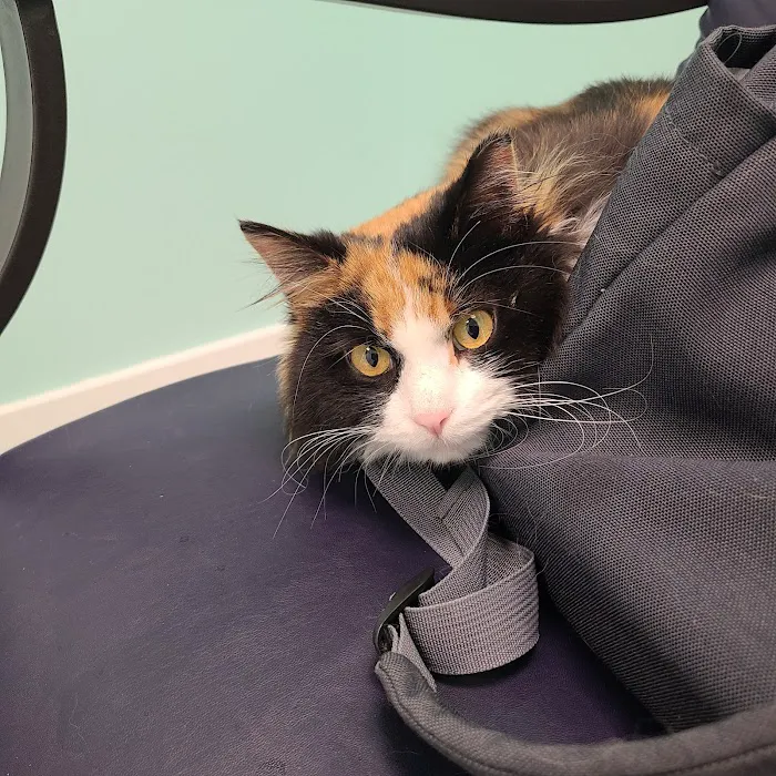 Small Animal Emergency Hospital of Westfield 7