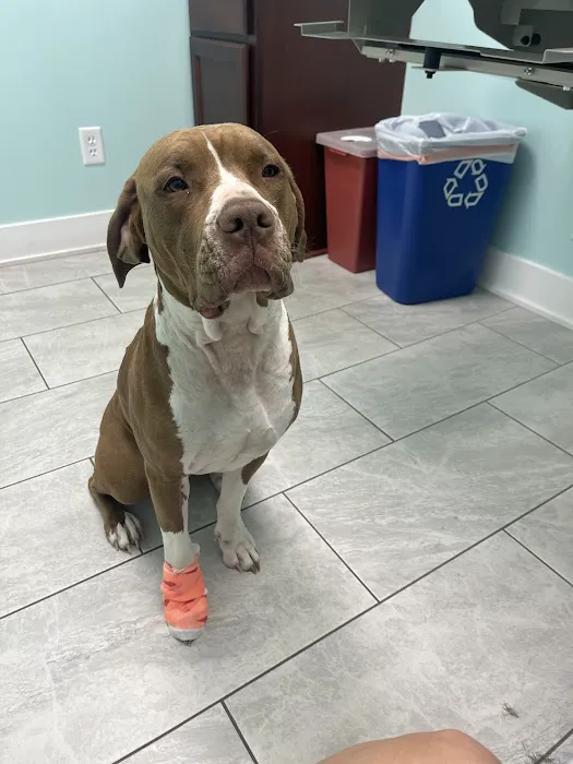 Small Animal Emergency Hospital of Westfield 5