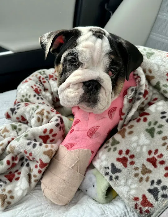 Small Animal Emergency Hospital of Westfield 8
