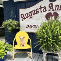 Augusta Animal Clinic ico