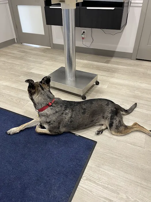 Augusta Animal Clinic 6