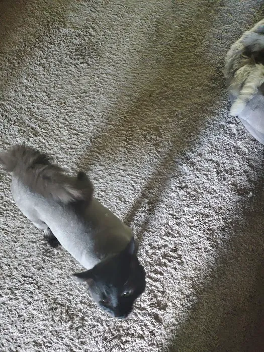 The Paw Patch 6