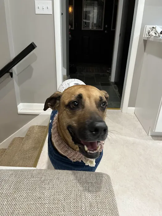 The Paw Patch 1