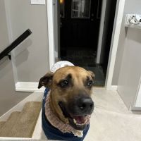 The Paw Patch ico