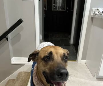 The Paw Patch