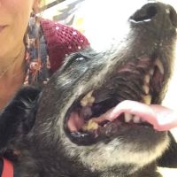 Daisy Lane Veterinary Clinic ico