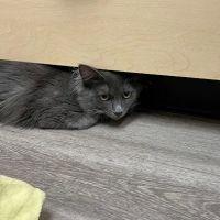 Brownsburg Pet Wellness Clinic ico