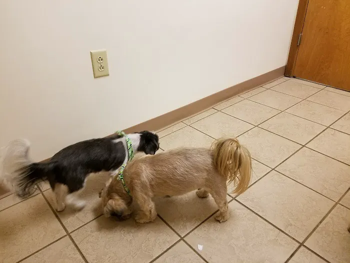 Hillview Veterinary Clinic 12
