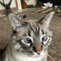 Hillview Veterinary Clinic ico