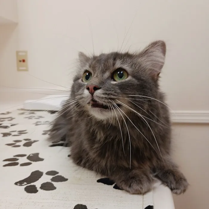 Hillview Veterinary Clinic 12