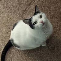 Westwood Hospital for Animals ico