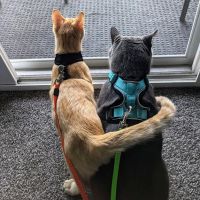 Monon Animal Hospital ico
