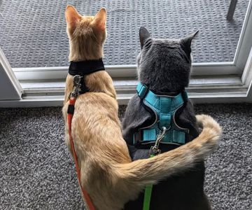 Monon Animal Hospital