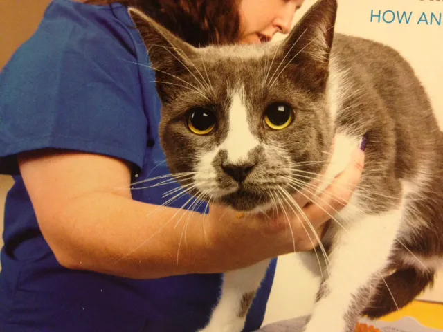 Monon Animal Hospital 6