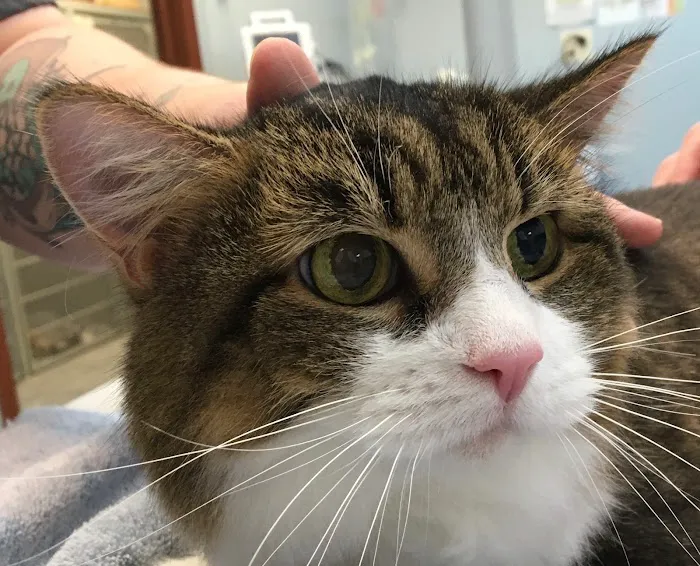 Monon Animal Hospital 7