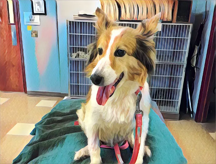Monon Animal Hospital 8