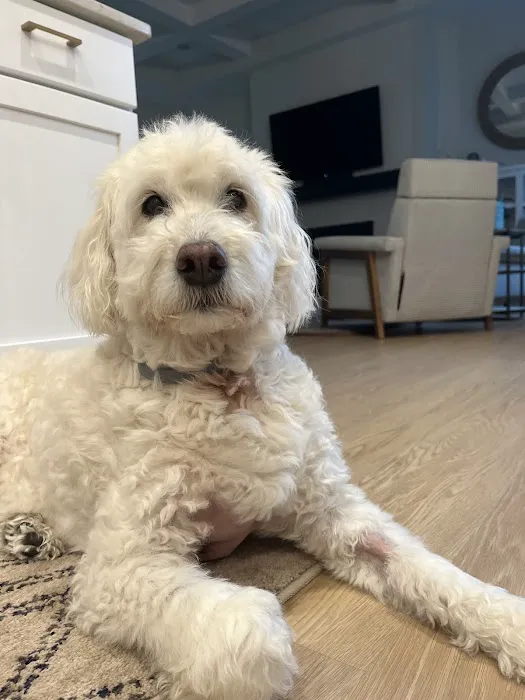 Zionsville Animal Hospital 1