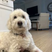 Zionsville Animal Hospital ico