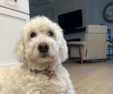 Zionsville Animal Hospital