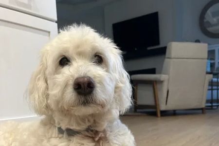 Zionsville Animal Hospital