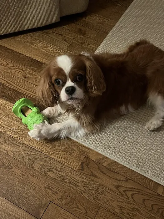 Zionsville Animal Hospital 10